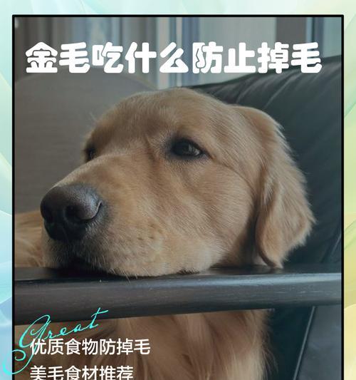 金毛幼犬的饮食搭配指南（为您的金毛幼犬提供健康的饮食选择）