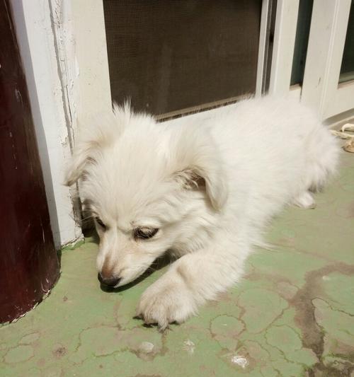 白色长毛狗的品种与特点（了解白色长毛狗的各个品种及其特征，选择适合自己的宠物伴侣）