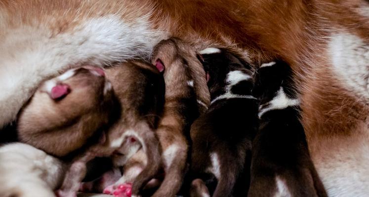 狗的怀孕期和生育过程（了解狗的怀孕周期和分娩过程以及照顾幼犬的关键知识）