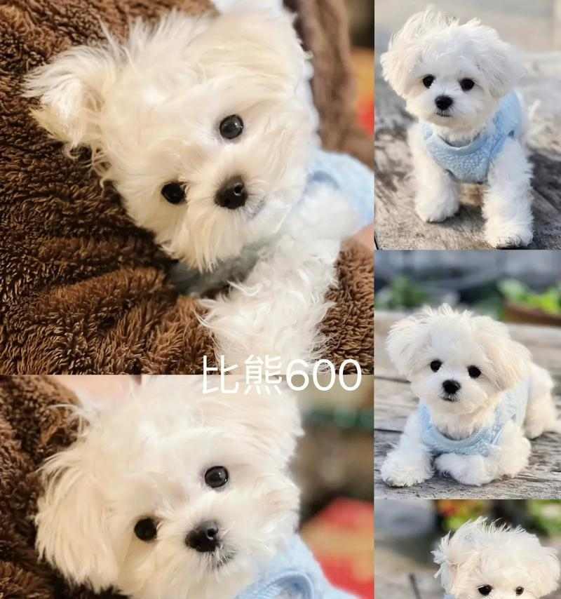 羊水破裂后多久能生？（探讨比熊羊水破裂后的分娩时间）