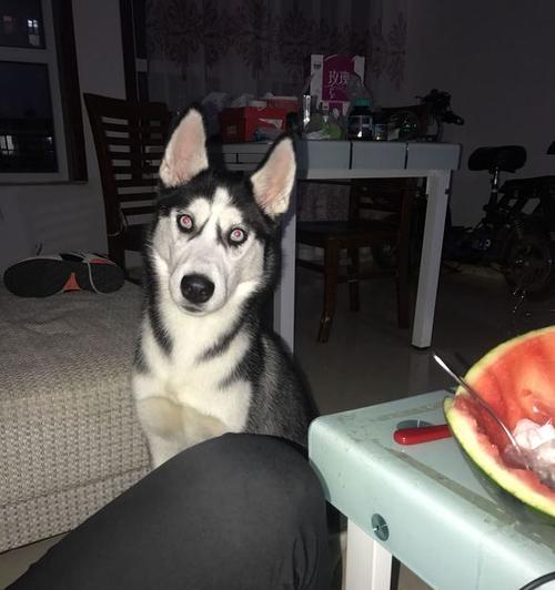 哈士奇的健康饮食指南（了解哈士奇能吃哪些食物，避免它们不能吃的食物）