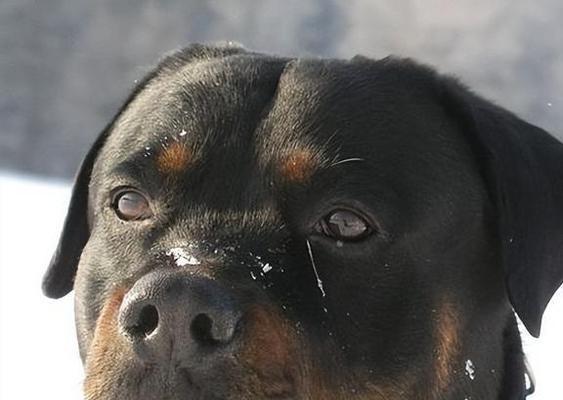 城市中的恐怖猛兽（跨越血脉的凶猛威胁，城市街头悄然隐藏的危险）