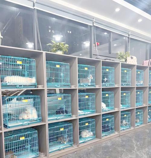 探索韩国著名犬舍的奥秘（揭开韩国犬舍的神秘面纱，了解养犬文化）