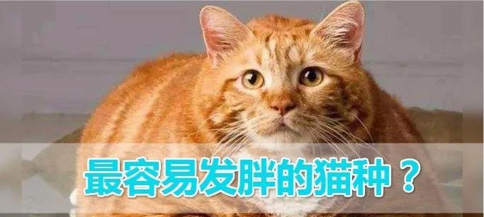 哪种猫咪最容易发胖？（橘猫居然不是第一名！）