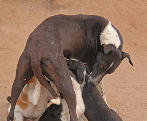 怀孕狗水肿症状（掌握狗狗水肿的症状及处理方法，守护母狗和胎儿的健康）
