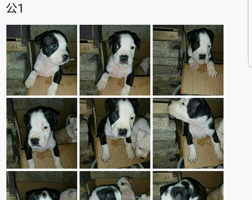 狗狗出生纸办理时间及流程详解（探寻办理狗狗出生纸的步骤、所需时间和注意事项）