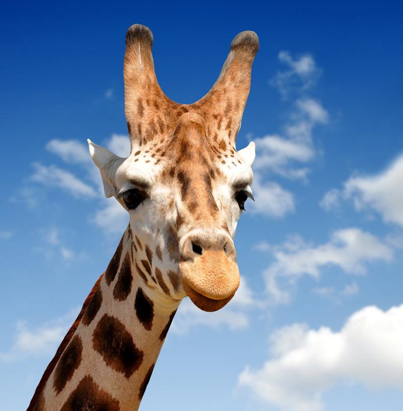 长颈鹿（揭秘长颈鹿的真实面貌与历史传说）