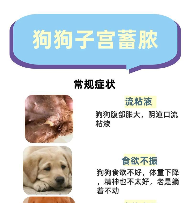 狗的羊水流多久？（揭秘狗宝宝的羊水流程与时长）