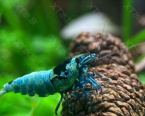 水晶虾养殖的关键之一（掌握换水周期，助力水晶虾健康生长）