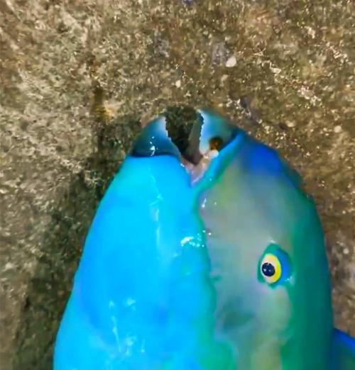 食物残渣中的鱼类（探索哪些鱼类以食物残渣为主要食源）