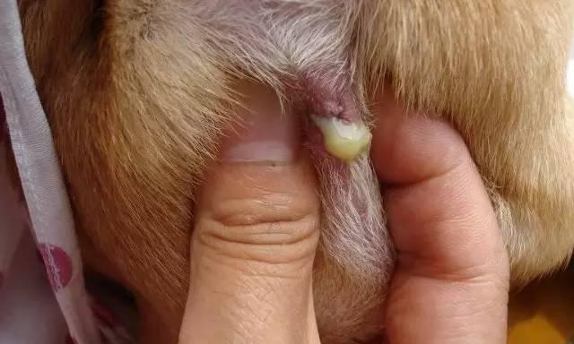 约克夏肛门腺挤压频率解析（解密约克夏肛门腺挤压周期，提升宠物健康）