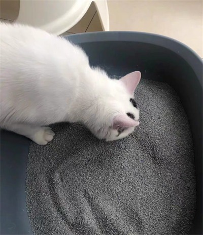 铂钻猫砂测评 铂钻猫砂测评