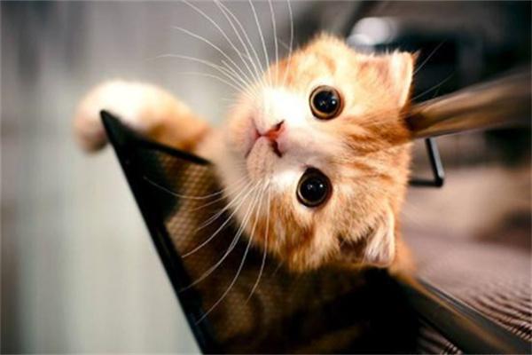 猫咪为什么喜欢抱大腿? 猫咪为什么喜欢抱大腿?