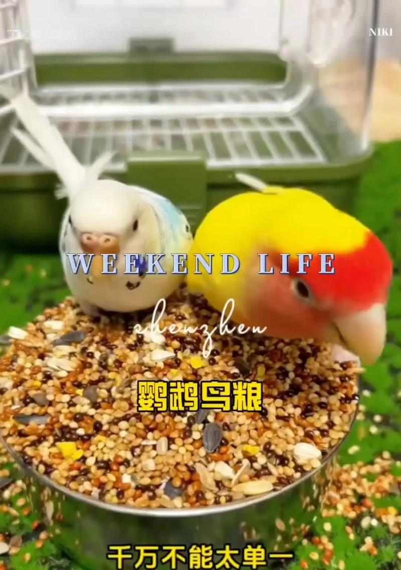 鹦鹉的食物特点与饲养方法（了解鹦鹉的食性，让你成为贴心的饲主）