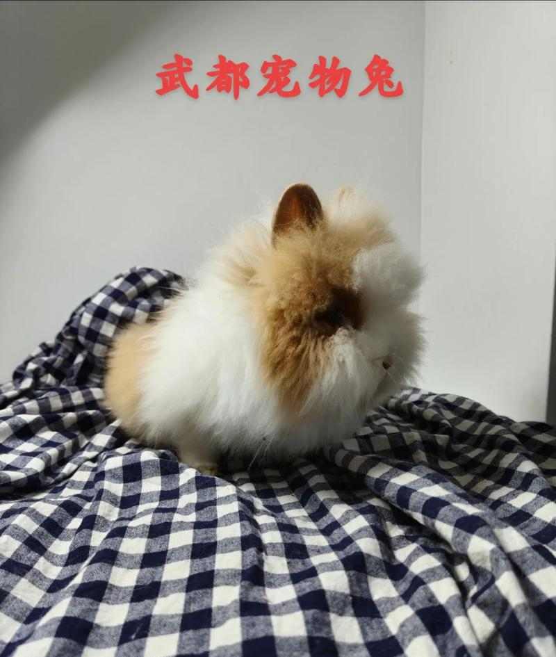 选择宠物的繁殖特性（从繁殖特性考虑，了解哪些宠物适合繁殖）