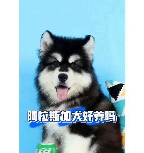 成年阿拉斯加一天喂几顿才最合适？（调节饮食频率，让阿拉斯加犬健康成长）