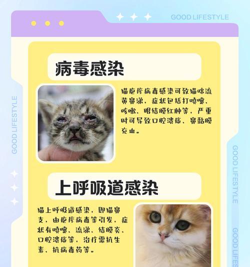 蓝猫为何频繁打喷嚏流鼻涕？（猫咪感冒注意事项，助你照顾宠物健康）