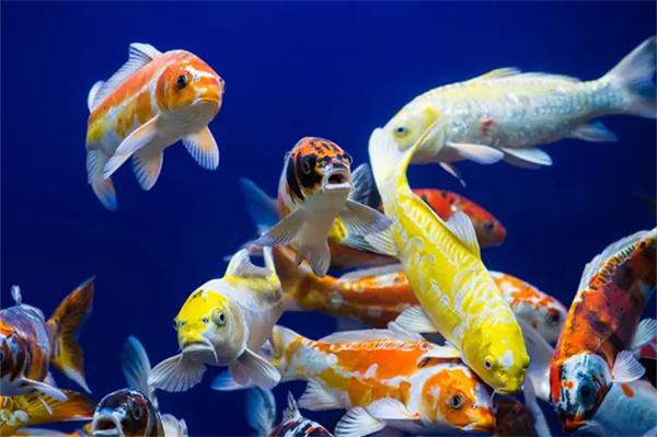 锦鲤饲料中为什么要添加螺旋藻粉? 锦鲤饲料中为什么要添加螺旋藻粉?