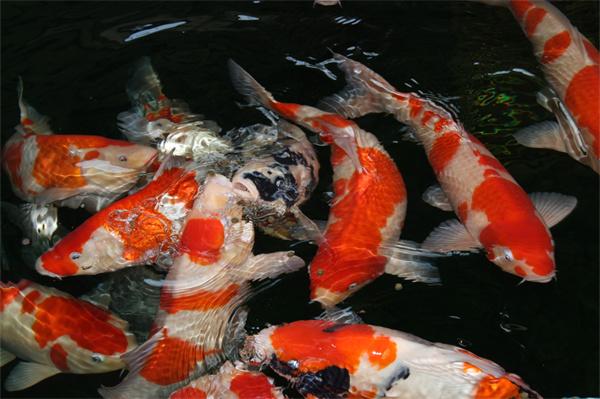 锦鲤饲料中为什么要添加螺旋藻粉? 锦鲤饲料中为什么要添加螺旋藻粉?