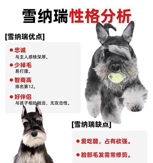 雪纳瑞的毛发换毛周期及护理（了解雪纳瑞的换毛周期，做好适时的毛发护理）