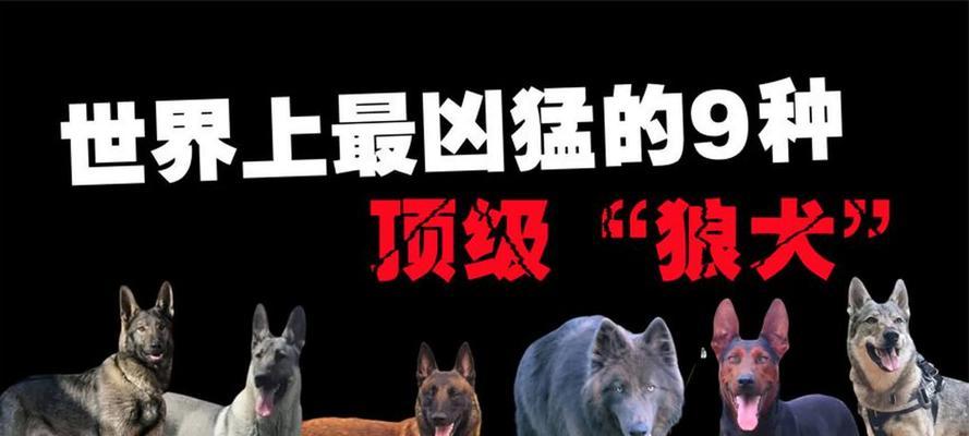 世上最凶猛的十大恶犬（揭秘恶名在外的恶犬群体，藏獒在其中独树一帜）