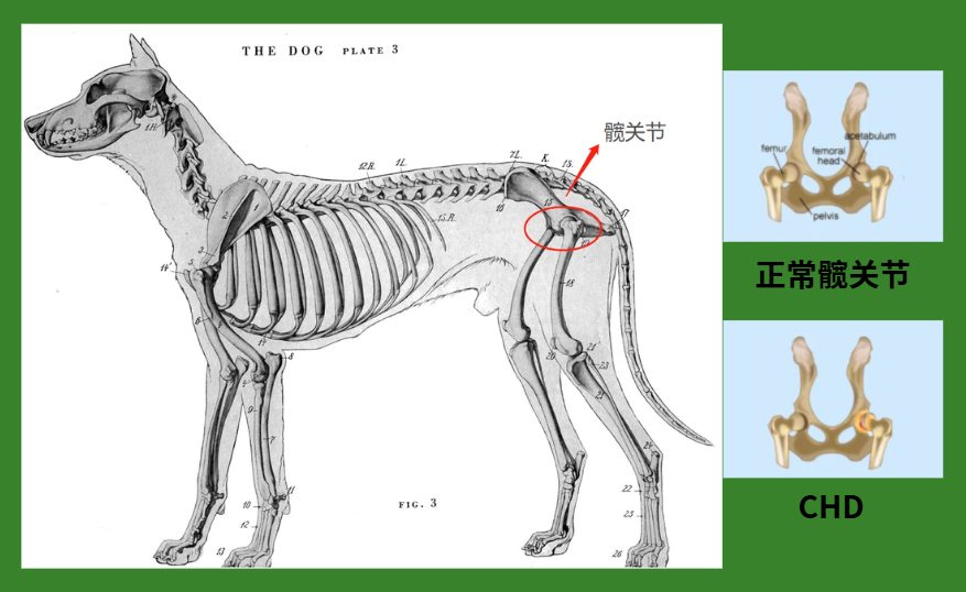 狗狗髋关节发育不良