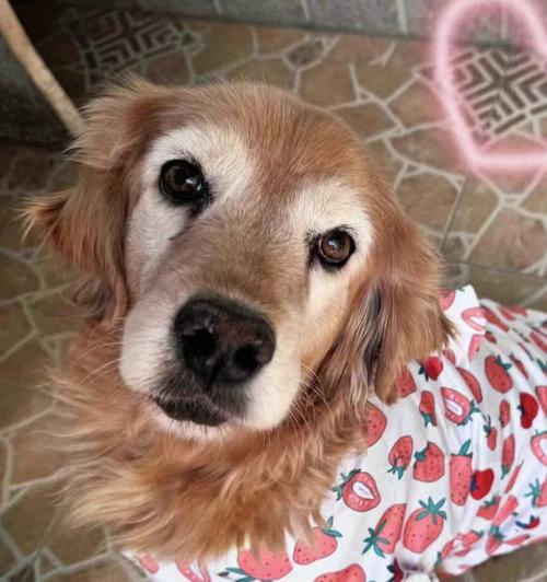 金毛犬常见疾病大揭秘（了解如何预防和治疗金毛犬的常见疾病）
