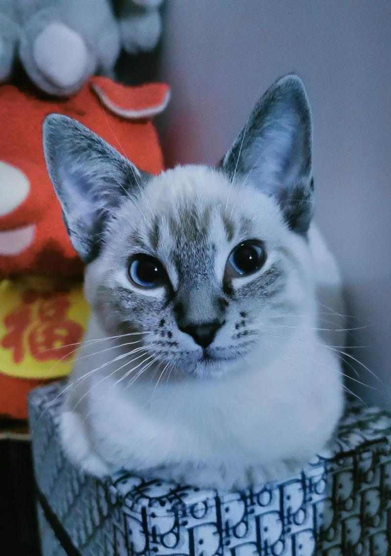 重点色猫与其他猫种的搭配之美（以重点色的猫为主角，探索不同猫种间的和谐共处）