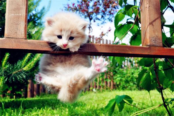 母猫为什么会咬死刚出生的幼崽? 母猫为什么会咬死刚出生的幼崽?