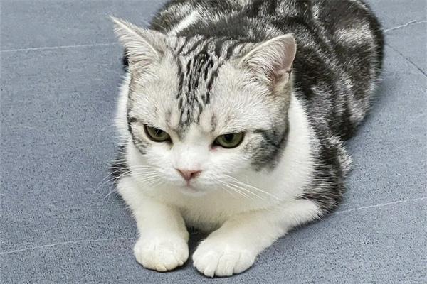 猫咪为什么会发出呼噜声? 猫咪发出呼噜声正常吗?