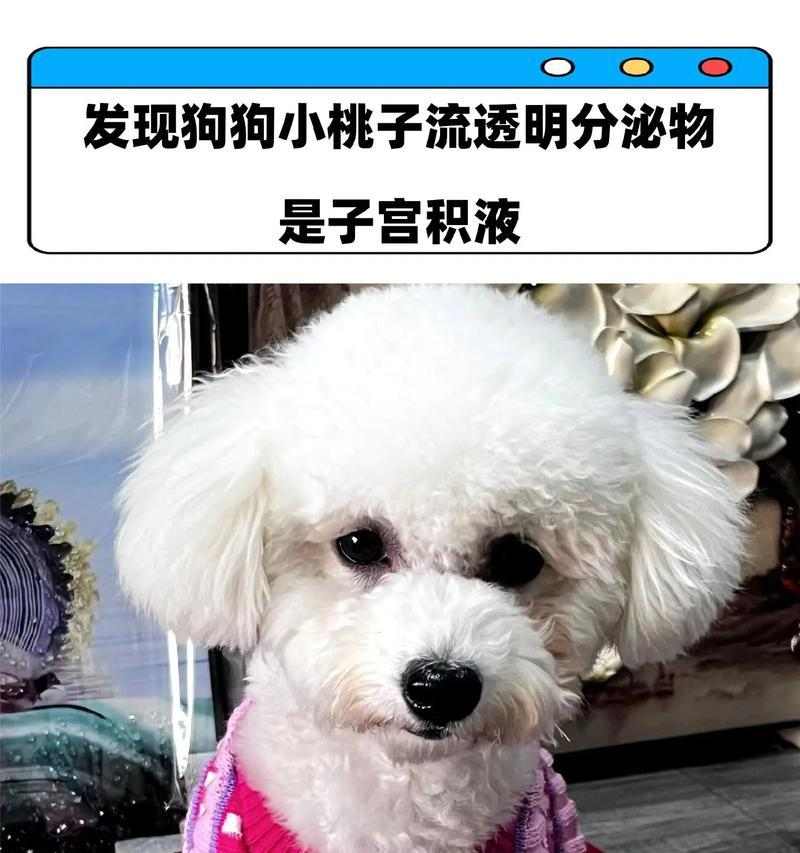 狗桃子发炎的症状及治疗方法（狗桃子发炎的原因、症状和预防措施）