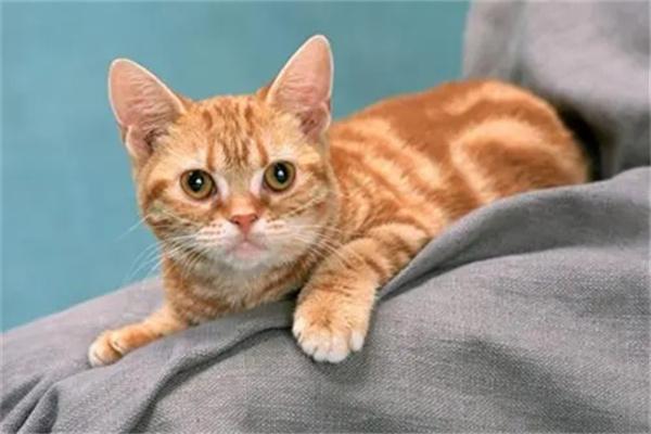 哪些猫咪的运动量比较大? 哪些猫咪的运动量比较大?