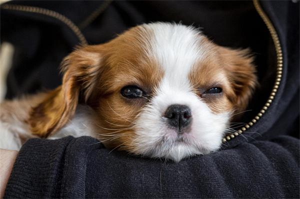 狗狗长期吃湿粮会怎么样？