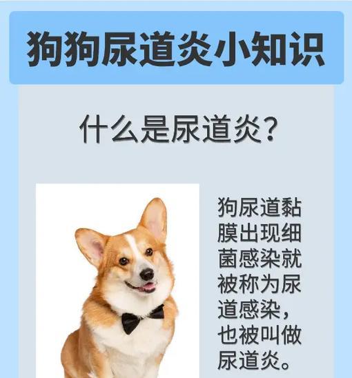 为什么小狗会舔尿？（探究小狗舔尿的原因及其意义）