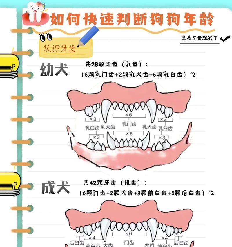 狗年龄之谜（解析狗年龄快速衰老的原因与影响）
