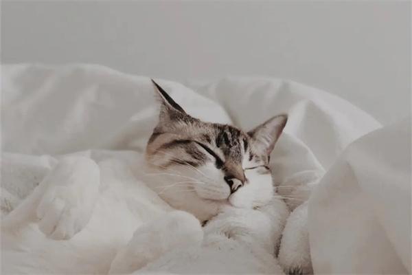 养宠物有哪些坏处？