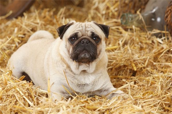 小狗怀孕的特征都有哪些? 小狗怀孕的特征都有哪些?