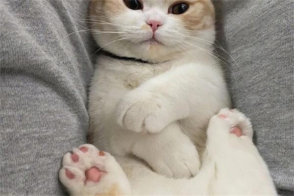 猫咪之间是怎么交朋友的? 猫咪之间是怎么交朋友的?