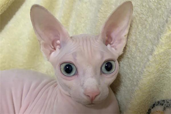 收养流浪猫后应该怎么做? 收养流浪猫后应该怎么做?