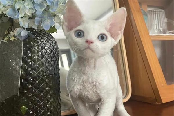 收养流浪猫后应该怎么做? 收养流浪猫后应该怎么做?