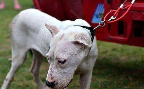 苏州禁养秋田犬的原因及影响（为什么苏州市民不能养秋田犬？禁养秋田犬的相关规定和背后的考虑）