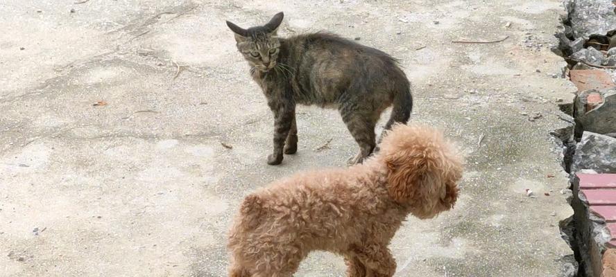 狗为什么喜欢追猫的原因（探究狗对猫类行为的追逐本能）