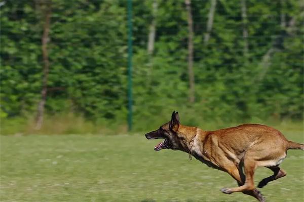 马犬的优点和缺点