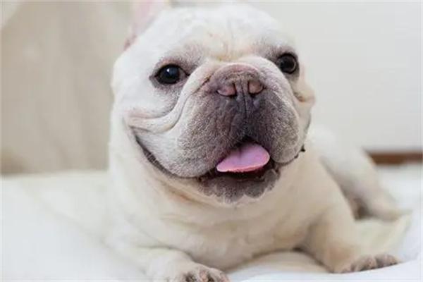 狗狗身上皮屑多的原因和解决方法 狗狗身上皮屑多的原因和解决方法