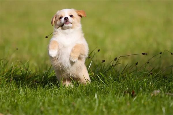 养狗要准备哪些物品 养狗要准备哪些物品