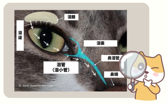 猫咪流眼泪 猫咪流眼泪