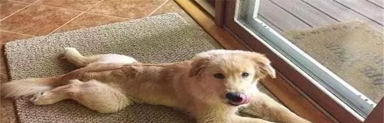 狗狗窝尿频现象及相关症状（狗狗频繁在窝内大小便可能意味着什么？）