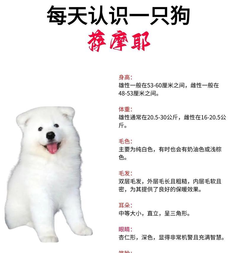 了解萨摩耶犬种标准的重要性（探索以萨摩耶犬种标准为基础的犬舍培育之道）