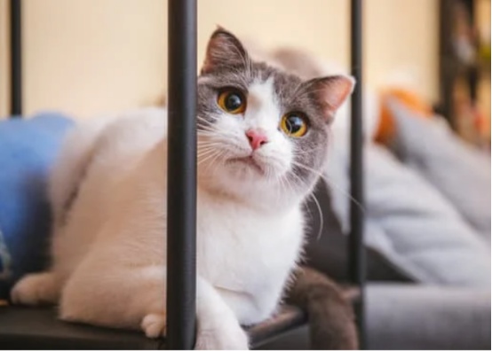 猫咪和主人越来越像 猫咪和主人越来越像