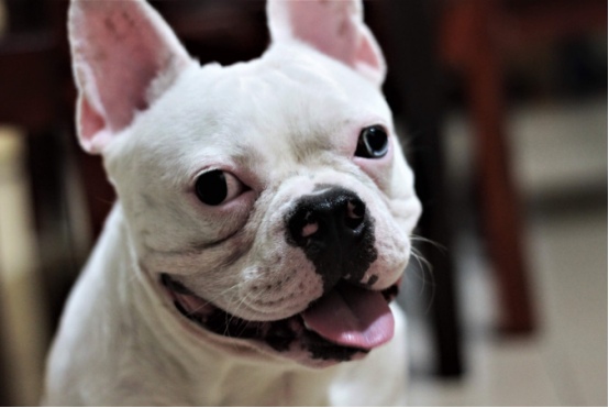 狗狗早上一直叫